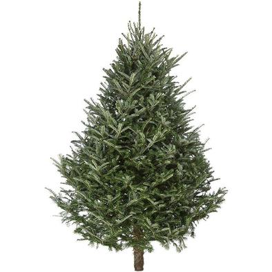 Fraser Fir