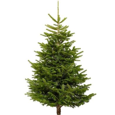 Nordmann Fir