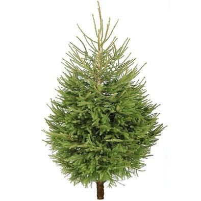 Norway Spruce